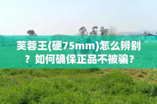 芙蓉王(硬75mm)怎么辨别？如何确保正品不被骗？